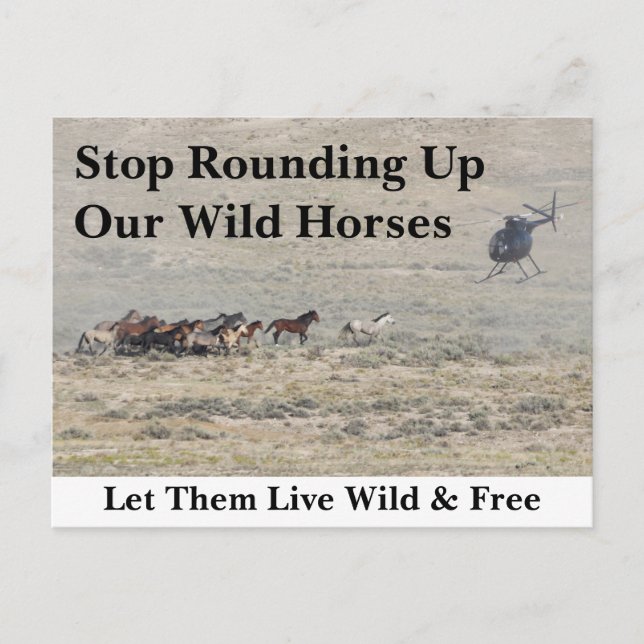 Rett unsere Wildpferde Postkarte (Vorderseite)