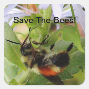 Retten Sie den Bienen MakroFoto-Aufkleber Quadratischer Aufkleber