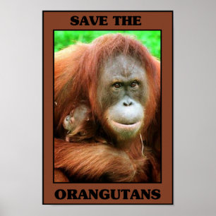 Retten Sie die Orang-Utans Poster