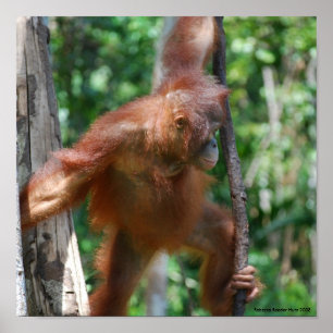 Retten Sie Orang-Utans Borneo-wild lebende Tiere Poster