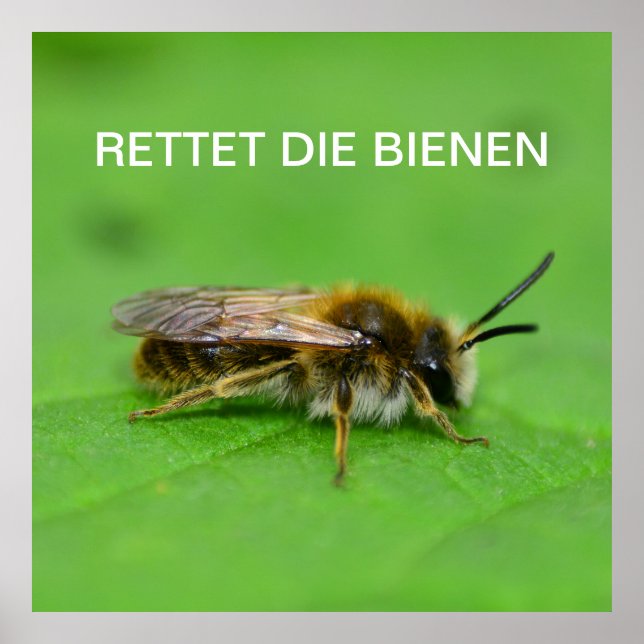 Rettet die Bienen Poster (Vorne)
