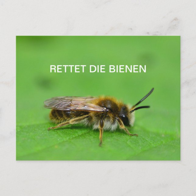 Rettet die Bienen Postkarte (Vorderseite)