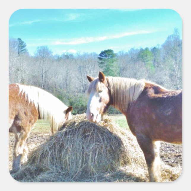 Rettet Pferde, die Heu essen Quadratischer Aufkleber (Vorderseite)