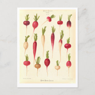 Rettiche Botanische Illustration aus Saatkatalog Postkarte