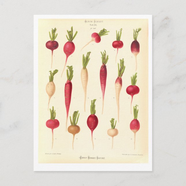 Rettiche Botanische Illustration aus Saatkatalog Postkarte (Vorderseite)