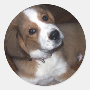 Rettungs-Hundefreund fleht Sie an Runder Aufkleber