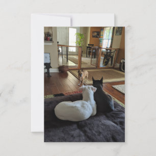 Rettungshunde 3,5" x 5" Flat Dankeschön Karte