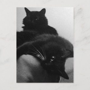 Rettungskätzchen Postkarte