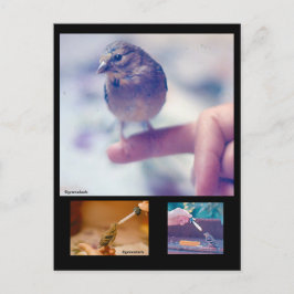 Retuschierte Goldfinch-Postkarte Postkarte