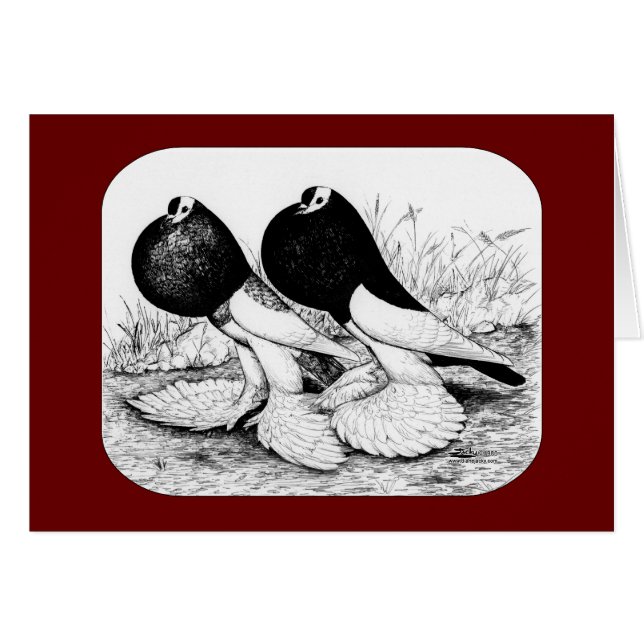 Reversewing Pouter Tauben (Vorderseite (Horizontal))