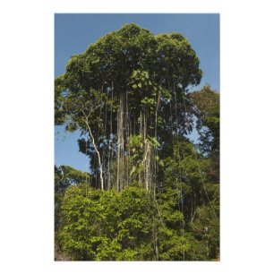 Rewa Flussufer Regenwald Guyana Fotodruck