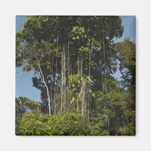 Rewa River Edge Rainforest Guyana Magnet
