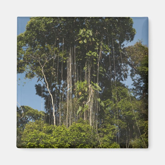 Rewa River Edge Rainforest Guyana Magnet (Vorne)
