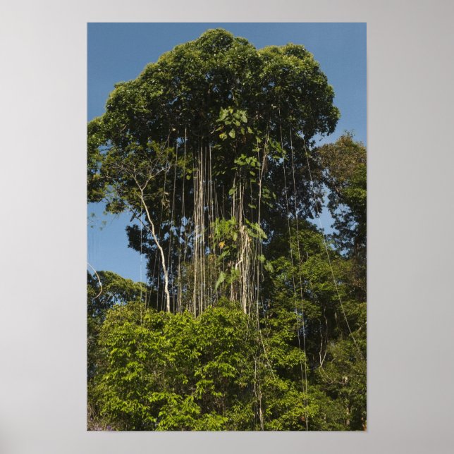 Rewa River Edge Rainforest Guyana Poster (Vorne)