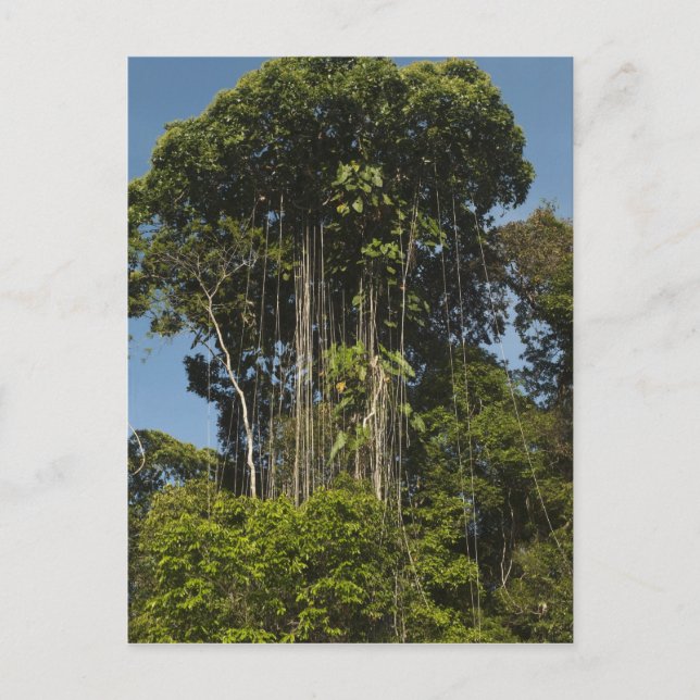 Rewa River Edge Rainforest Guyana Postkarte (Vorderseite)