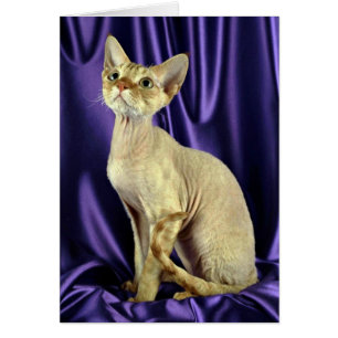 Rex, Devon, roter Tabby