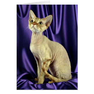 Rex, Devon, roter Tabby