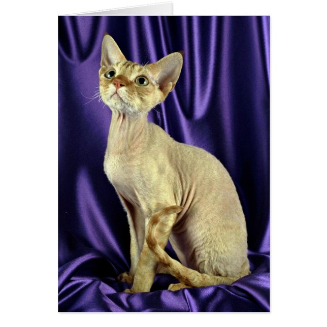 Rex, Devon, roter Tabby (Vorne)