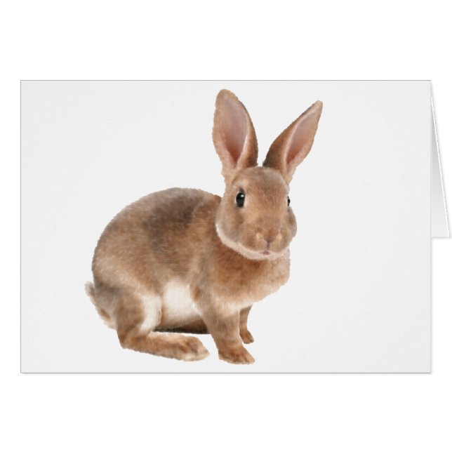 Rex Rabbit (Vorderseite (Horizontal))