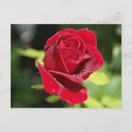 Rezept-Karte Chocolate Chip Erdnuss Butter Cookie Postkarte