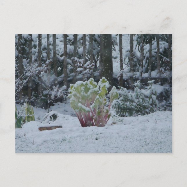 Rhabarber im Schnee Postkarte (Vorderseite)