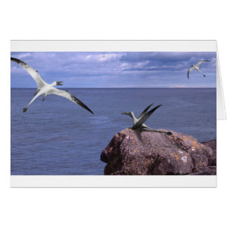 Rhamphorhynchus leere Karte