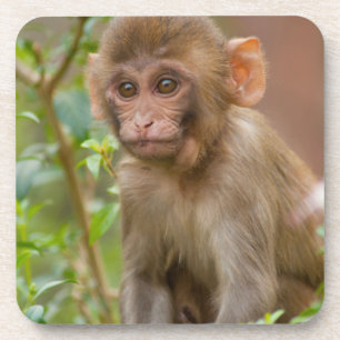 Rhesus-Affenbaby, Affentempel, Jaipur Getränkeuntersetzer