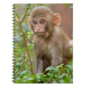 Rhesus-Affenbaby, Affentempel, Jaipur Notizblock