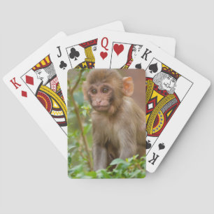 Rhesus-Affenbaby, Affentempel, Jaipur Spielkarten