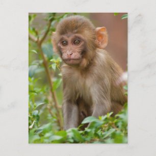 Rhesus-Affenbaby, Monkey Temple, Jaipur Postkarte