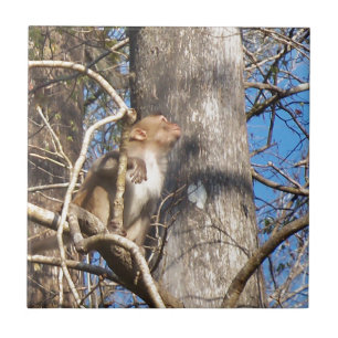 Rhesus-Makaken Fliese