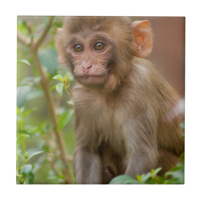 Rhesus Monkey Baby, Monkey Temple, Jaipur Fliese (Vorderseite)