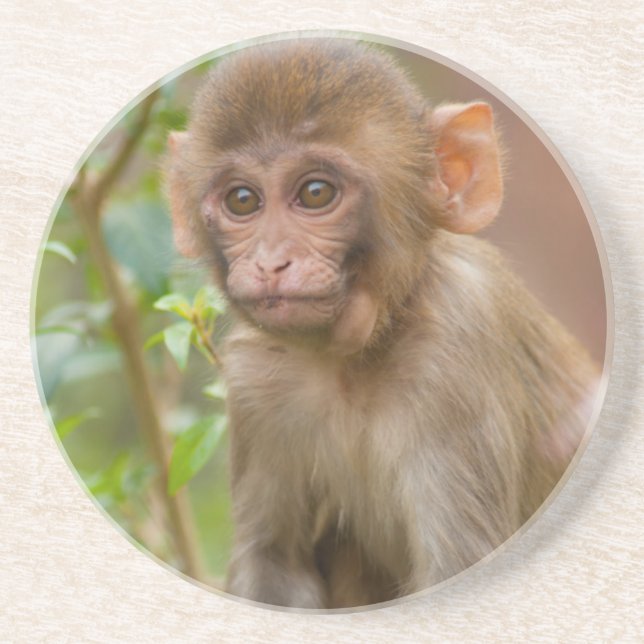 Rhesus Monkey Baby, Monkey Temple, Jaipur Getränkeuntersetzer (Vorne)
