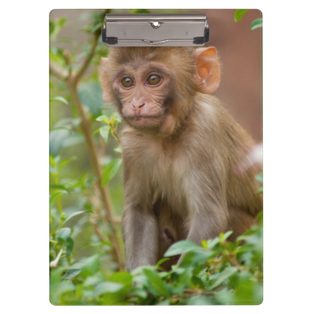 Rhesus Monkey Baby, Monkey Temple, Jaipur Klemmbrett (Vorderseite)
