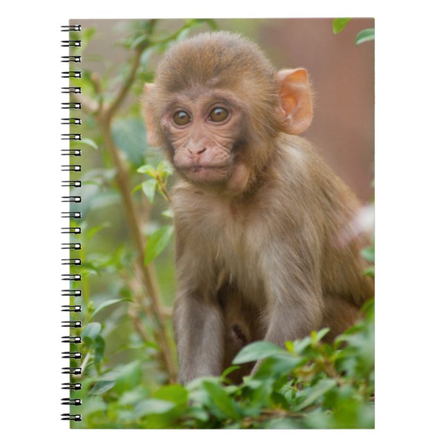 Rhesus Monkey Baby, Monkey Temple, Jaipur Notizblock (Vorderseite)