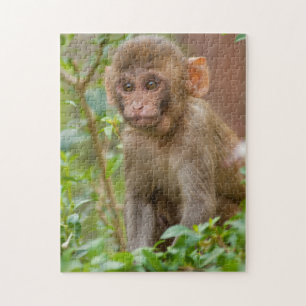 Rhesus Monkey Baby, Monkey Temple, Jaipur Puzzle