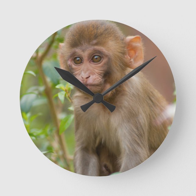 Rhesus Monkey Baby, Monkey Temple, Jaipur Runde Wanduhr (Vorderseite)