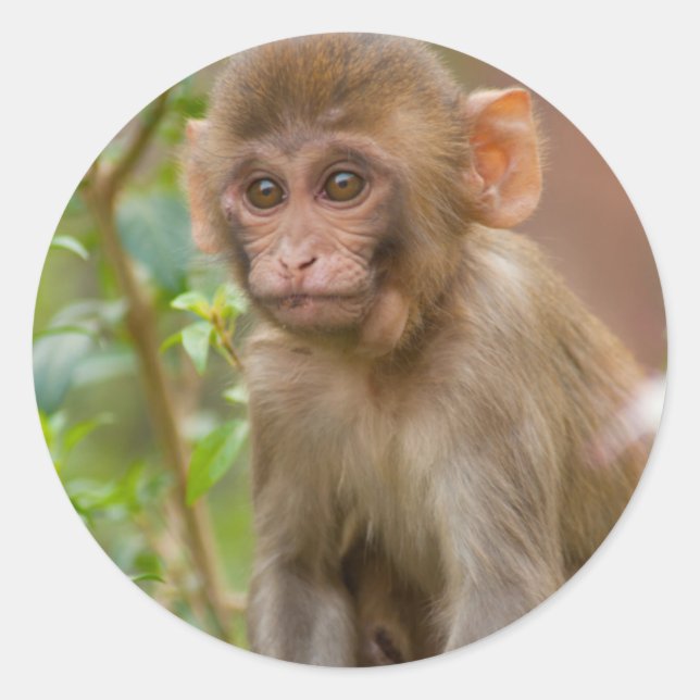 Rhesus Monkey Baby, Monkey Temple, Jaipur Runder Aufkleber (Vorderseite)