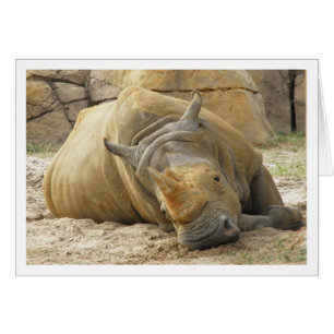 Rhino