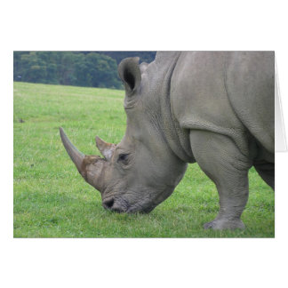 Rhino