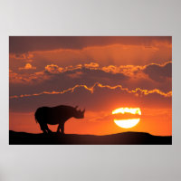 Rhino bei Sonnenuntergang, Masai Mara, Kenia