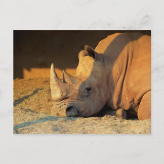 Rhino bei Sonnenuntergang Postkarte