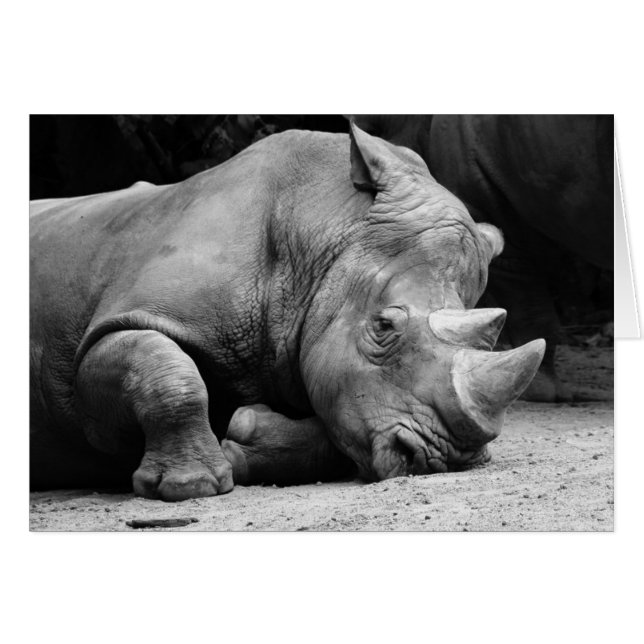 Rhino Black und White (Vorderseite (Horizontal))