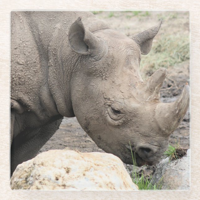 Rhino Glasuntersetzer (Vorderseite)