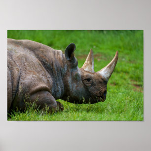 Rhino im Gras Poster