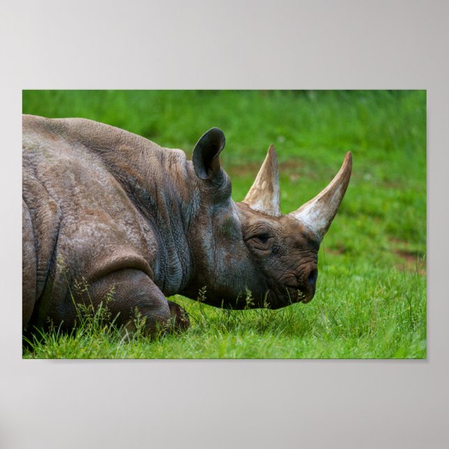 Rhino im Gras Poster (Vorne)