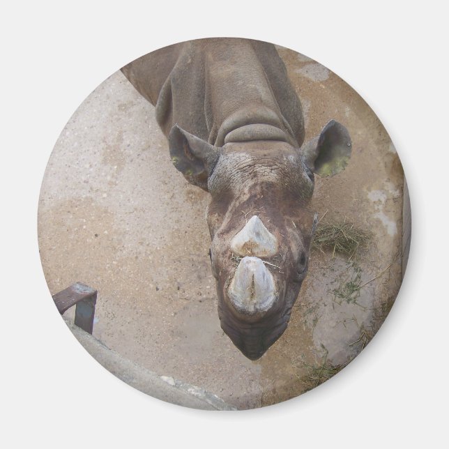Rhino im Zoo von San Antonio Magnet (Vorne)