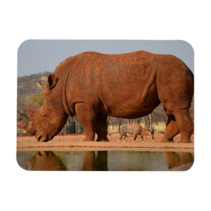 Rhino mit Schlamm auf dem Foto Magnet
