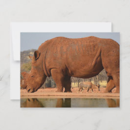 Rhino mit Schlamm auf der Haut Postkarte