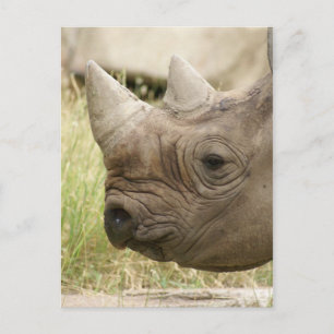 Rhino nah postkarte